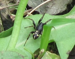 Heliophanus?   No, Asagena sp. (Theridiidae) - Sostegno (BI)